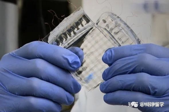 海歸就業(yè)9個最優(yōu)先修專業(yè)分類解析 經(jīng)管類、理科與工科類精選實例——以計算機(jī)軟件技術(shù)開發(fā)為引申